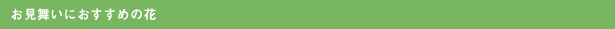 お見舞いにおすすめのお花